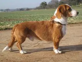Westphalian Dachsbracke